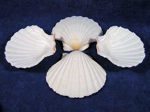 Display of four white Irish deep baking dish scallop sea shells placed in different directions.