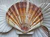 Beautiful flat Irish flat scallop seashell.