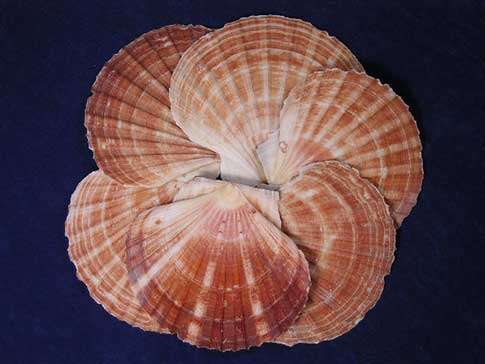 Irish flat scallop seashells fanned out to make a circle.