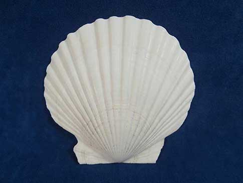 White Japanese baking dish scallop seashell.