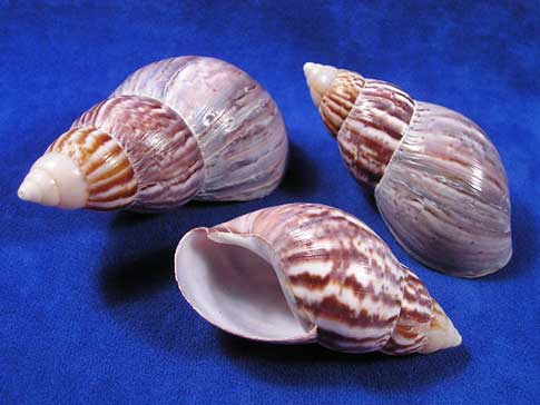 Japanese land snail shells are white at the tip followed by stripes around the spire.