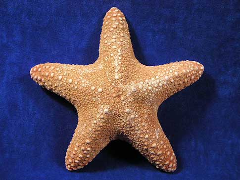Large brown jungle star fish perfectly proportioned.