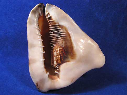Slit mouth aperture of a cassis tuberosa king helmet sea shell.