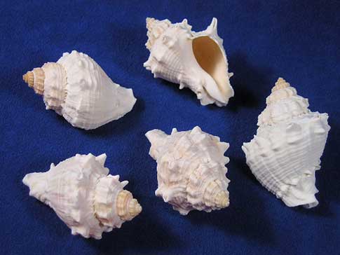 Five white and tan king conch shells.