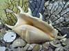 Purchase Spider Conch Sea Shells.