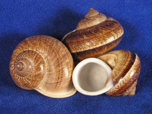 Three mountain land snail shells with beautiful shades of brown.
