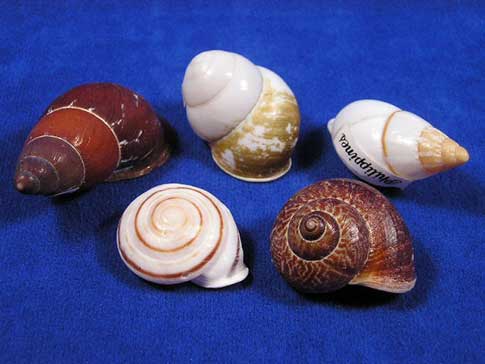 Five assorted land snail shells.