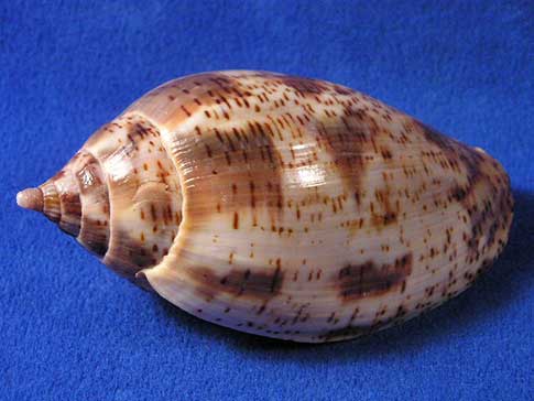 Spire and body whorl of a volute harpulina lapponica seashell.
