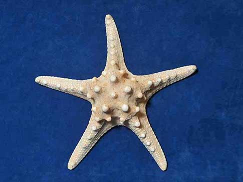 Natural color of a large bumpy starfish.