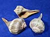 Three young lightning whelk sea shells.