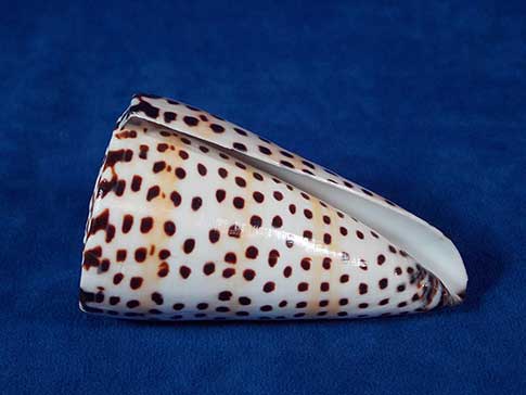 Lettered cone conus litteratus with beautiful spots and stripes.