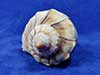 Apex of a left handed lightning whelk sea shell.