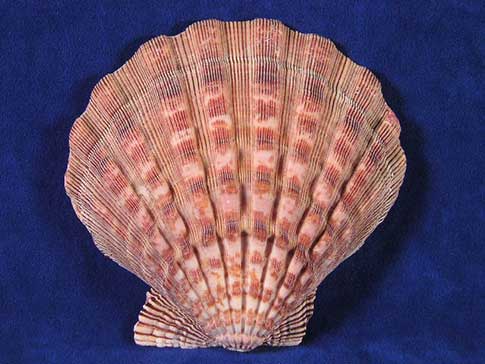 Brown and mauve lyropecten nodosa lion paw scallop seashell.