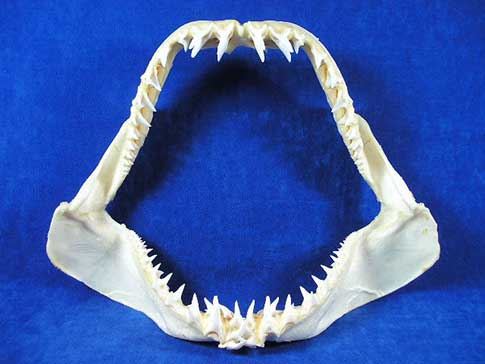 Scary mako shark jaws open nice and wide.