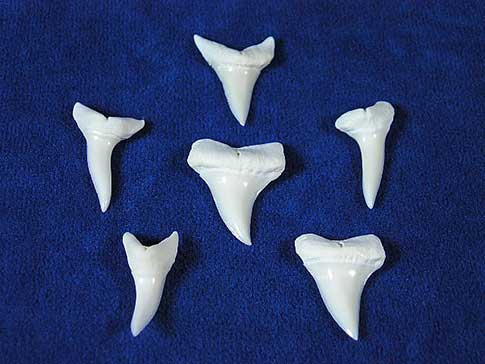 Very sharp mako shark teeth.