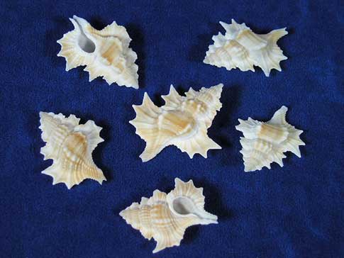 Biplex perca maple leaf seashells resemble a real maple leaf.