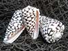 Conus marmoreus seashells with marble pattern on fishnet.