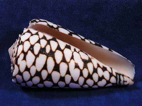 Black and white conus marmoreus marble cone seashells have long slender apertures.