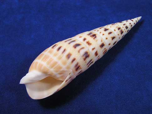 Terebra maculata marlin spike seashells are pointed like a dagger.