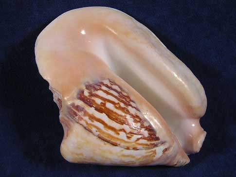Extremely thick and heavy Widest Pacific Conch seashell with white aperture, tan lip and brown striped body whorl.