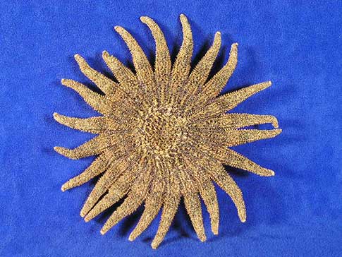 Brown multi-leg sunflower starfish with twenty three legs.