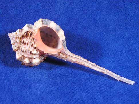 Murex haustellum seashell with peach aperture, light pink and brown body and long skinny tail.
