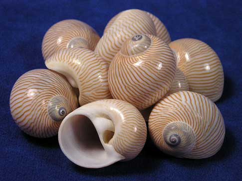 Pile of natica lineata lined moon seashells.