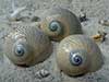 Lined moon snail shells.