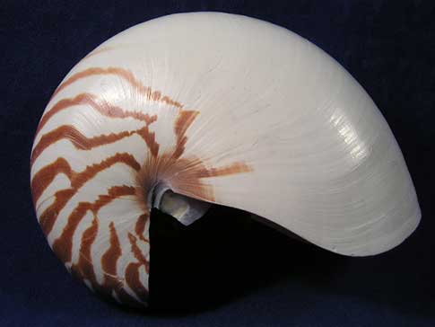 Natural nautilus pompilius are cephalopods sea shells.