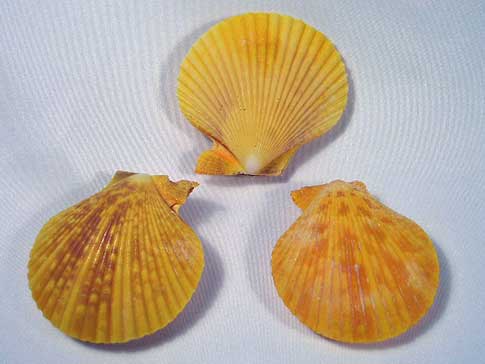 Bright yellow whole nobel pecten scallop sea shells.