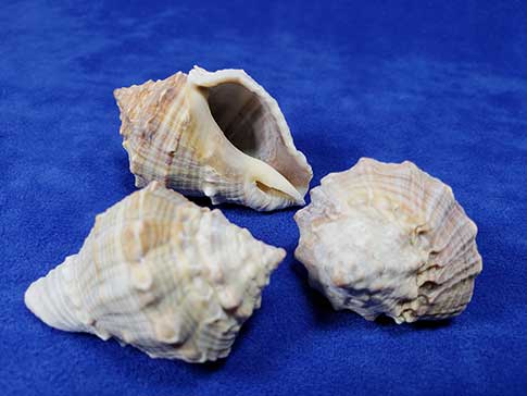 Three nutmeg melongena seashells with scientific name of volema myristica.