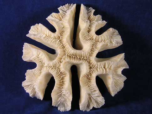 Folded crater, trachyphyllia sp open brain coral.