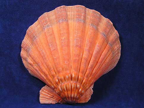 Large sturdy lyropecten nodosa lion paw shell scallop with natural orange color.