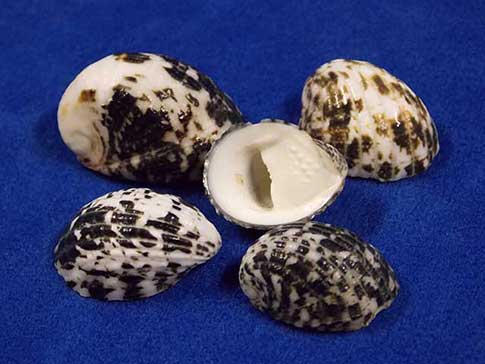 Five ox-palate nerites aka nerita albicilla sea shells.