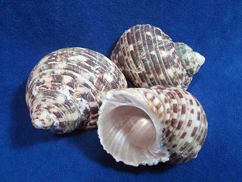 Pacific turbo sea shells.