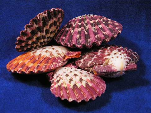 Seashells Pectin Macarensis 25 Shells Colourful Selection 6cm Small Scallops 