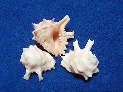 Small peach rock shells called drupa grossularia.