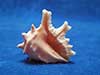 Peach drupa grossularia shell.