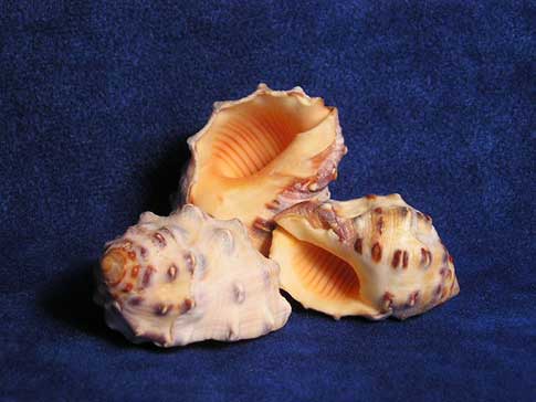 Thais mancinella peach drupe seashells have a light orange aperture.