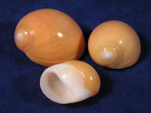 Polinices aurantius golden peach moon sea shells.