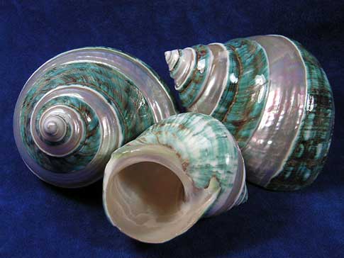 Three large pearl banded jade turbo shells positioned so you can see all sides.