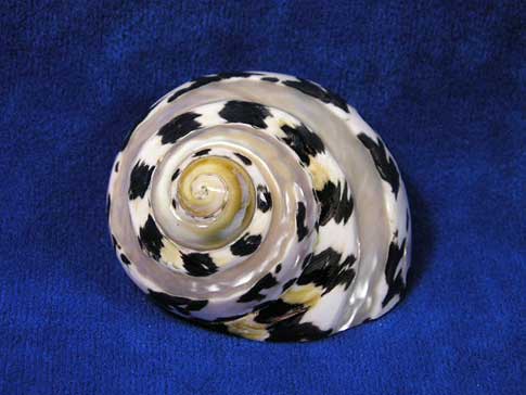 Pearl banded pica seashell with zebra stripe design.
