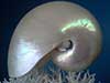 Pearl nautilus on bird nest coral.