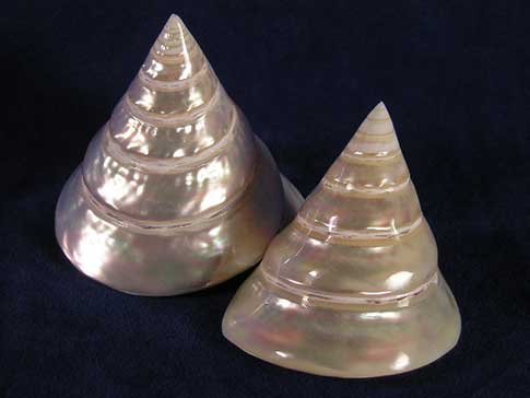 Cone shaped pearl trochus top sea shells are pearly white.