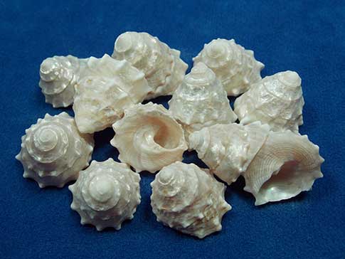 One dozen pearled star shells poised beautifully.