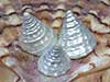 Pearly top shells on irish flat sea shell.