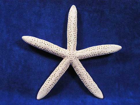 White pencil starfish sea stars.