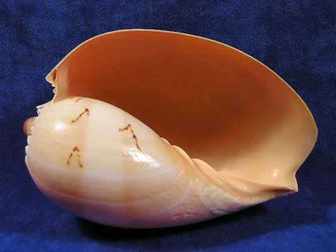 Large aperture of a Philippine melon seashell.