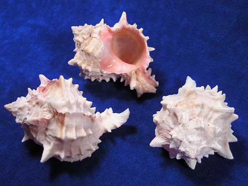 Spiky nubs and pink aperture of phyllonotus erythrostomus murex seashells.
