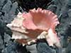 Pink murex sea shell on blue coral.